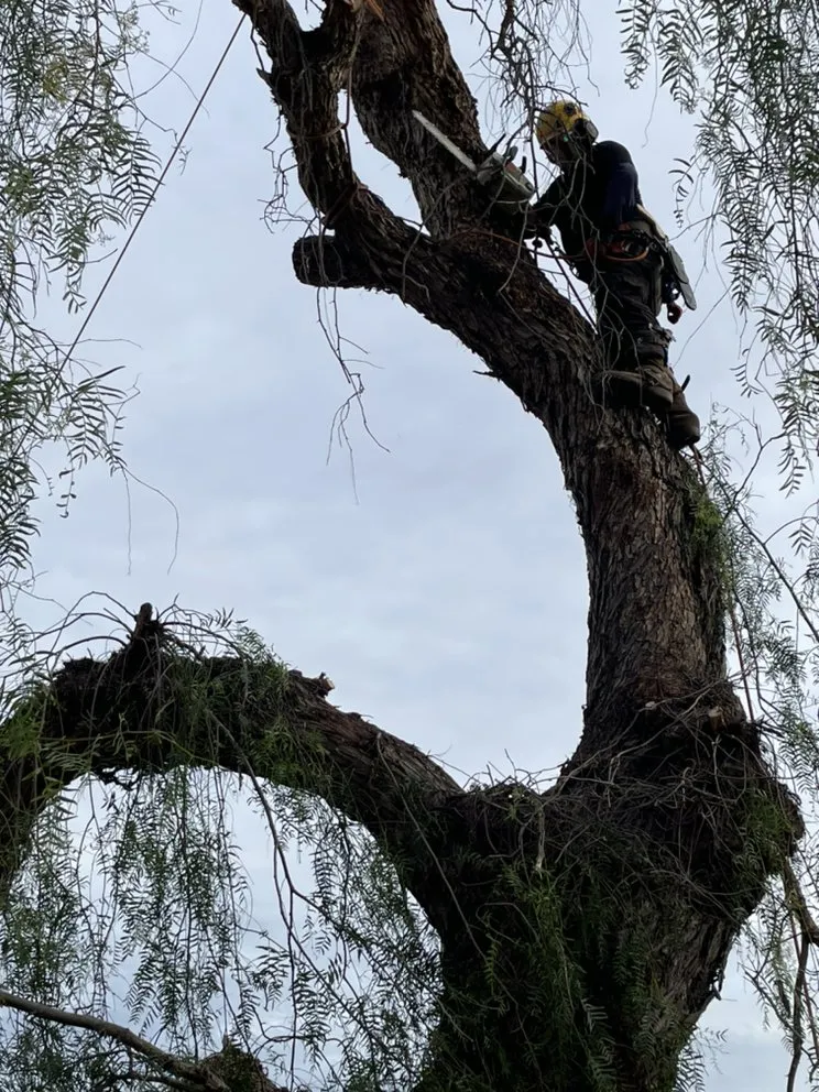 Local landscape design in Redding, CA by Tree of Righteousness