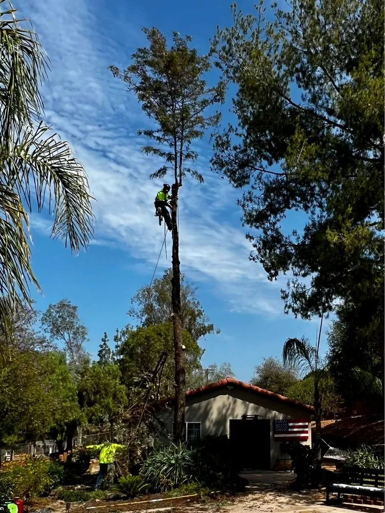 Expert yard cleanup service in Redding, CA by Tree of Righteousness