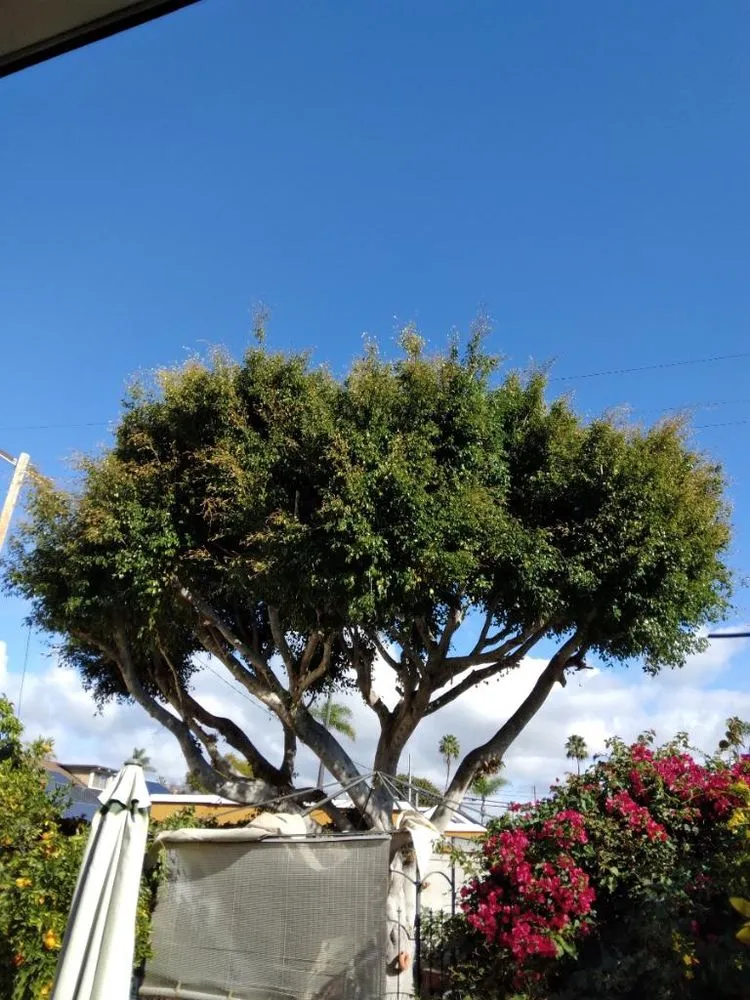 Professional landscape design in Redding, CA - Tree of Righteousness