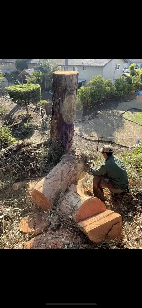 Trusted lawn care service for homes across Redding, CA - Tree of Righteousness