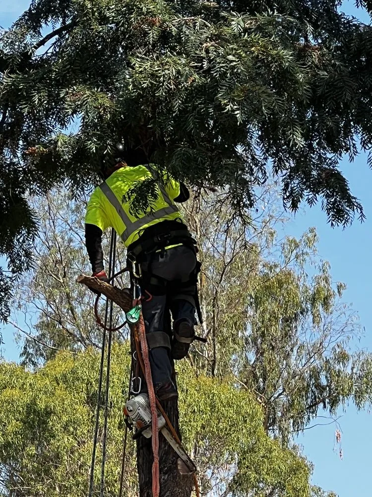 Local residential landscaping for beautiful yards in Redding, CA by Tree of Righteousness