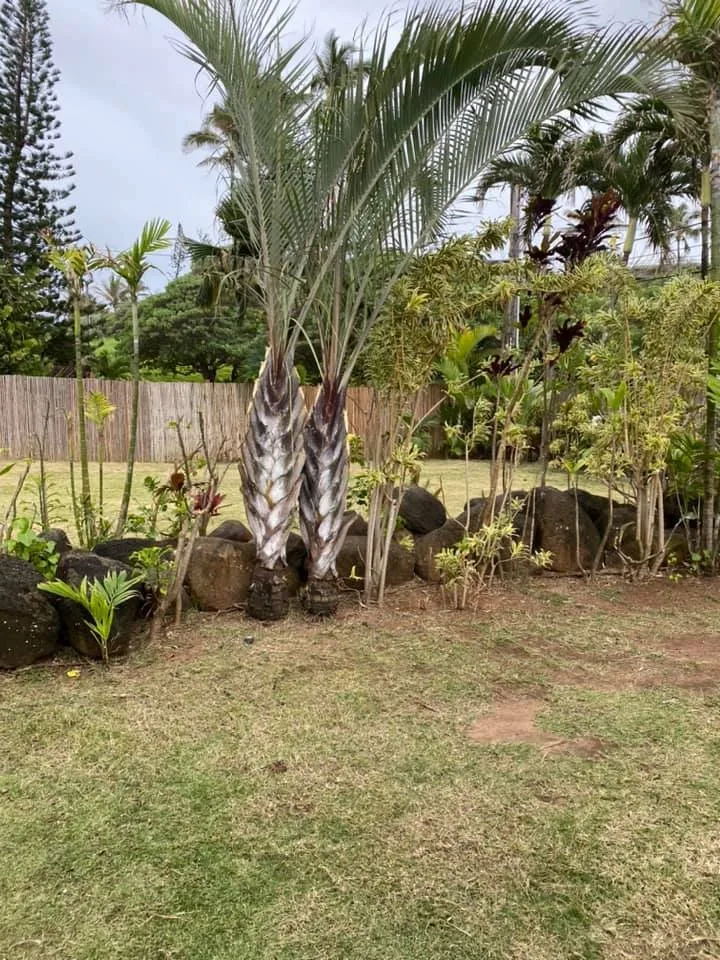 Trusted lawn care service experts serving Kapaa, HI - Tree Patrol Landscaping