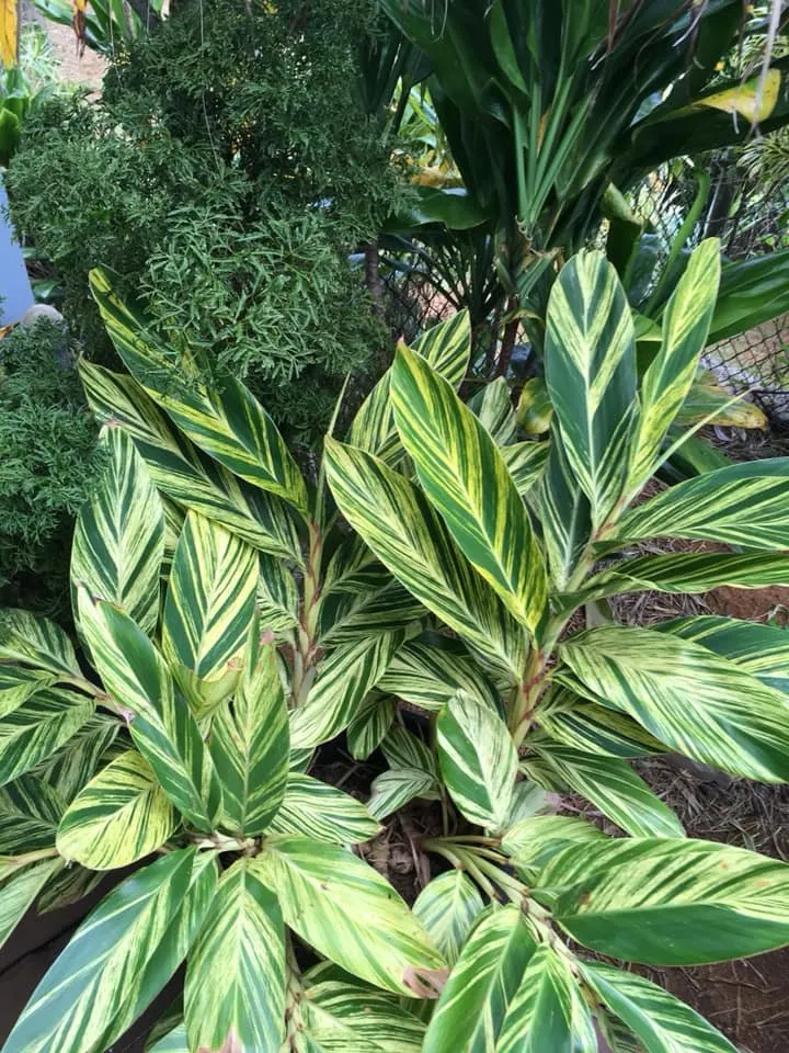 Local outdoor landscaping for year-round maintenance across Kapaa, HI - Tree Patrol Landscaping