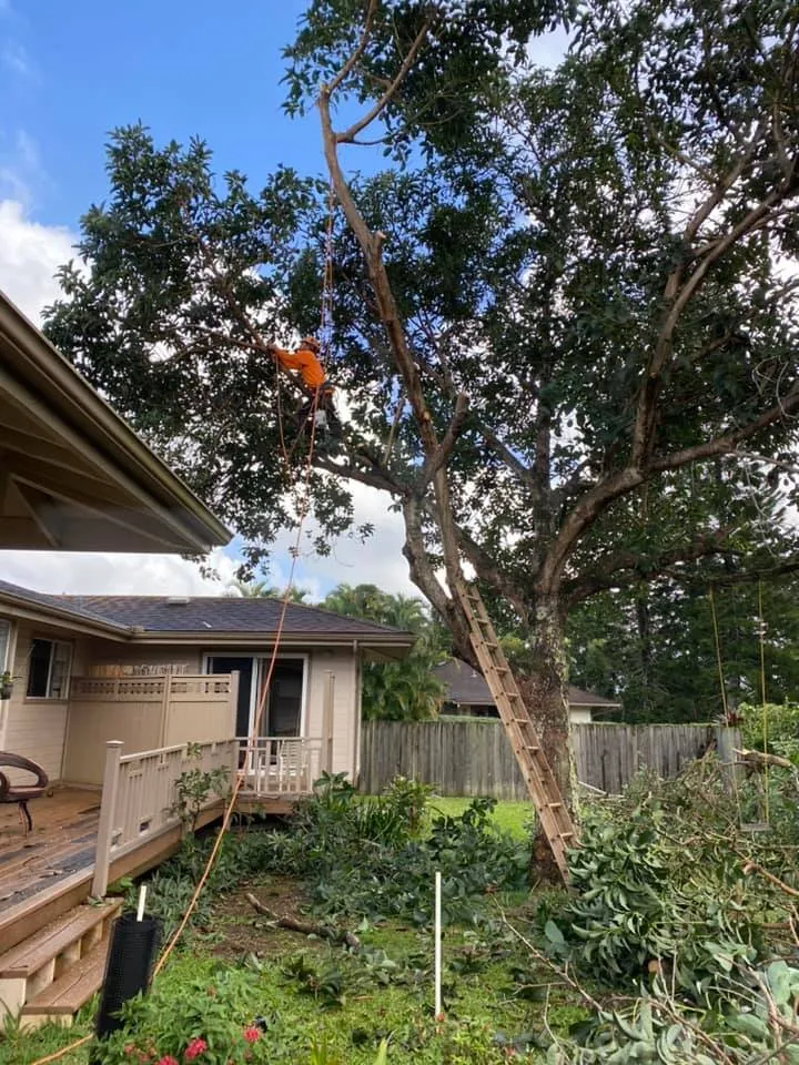 Expert lawn care service with custom design across Kapaa, HI - Tree Patrol Landscaping