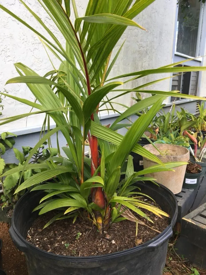 Trusted landscape installation with custom design in Kapaa, HI by Tree Patrol Landscaping