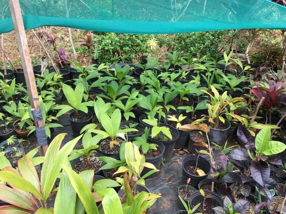 Affordable landscaping services in Kapaa, HI by Tree Patrol Landscaping