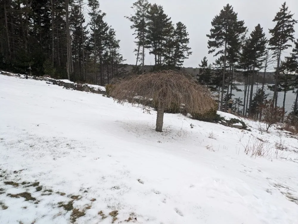 Local yard cleanup service in Waldoboro, ME by Tree Pirates