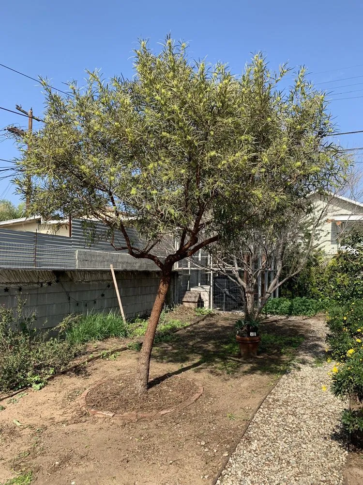 Reliable landscape installation for homes across Tujunga, CA - Tree Preservation