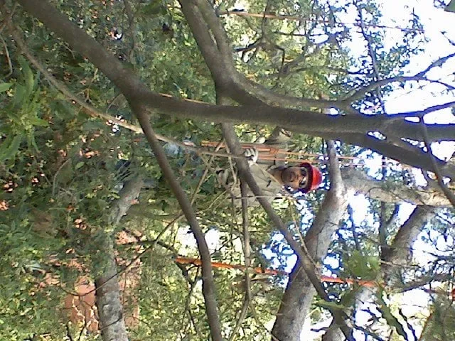 Professional yard maintenance with custom design in Tujunga, CA by Tree Preservation