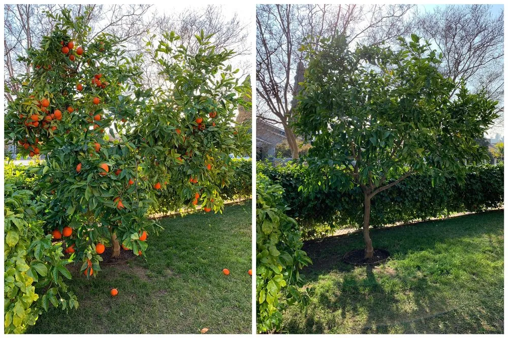 Expert lawn mowing service near you across Tujunga, CA - Tree Preservation