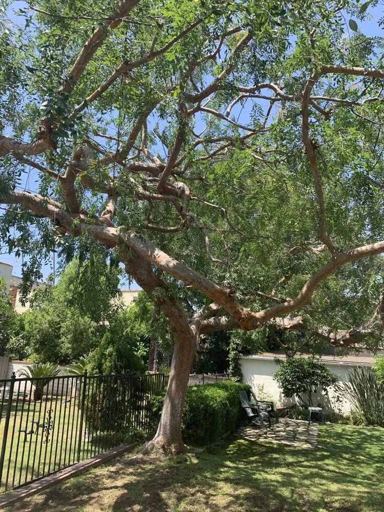 Professional landscape installation with custom design across Tujunga, CA - Tree Preservation