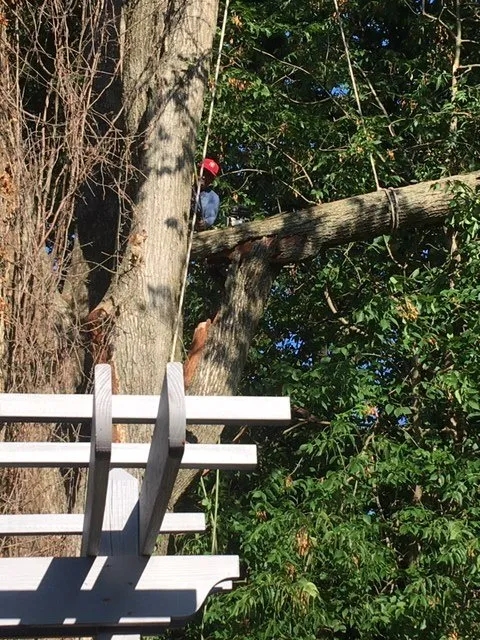 Expert landscape installation in Lexington, KY by Tree Pro