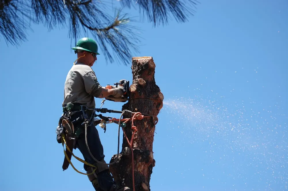 Trusted garden landscaping in Payson, AZ by Tree Pro