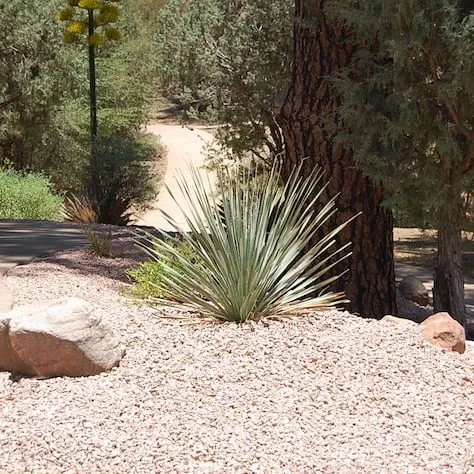 Local garden landscaping experts serving Payson, AZ - Tree Pro