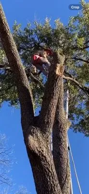 Tree Pros & Landscaping Logo