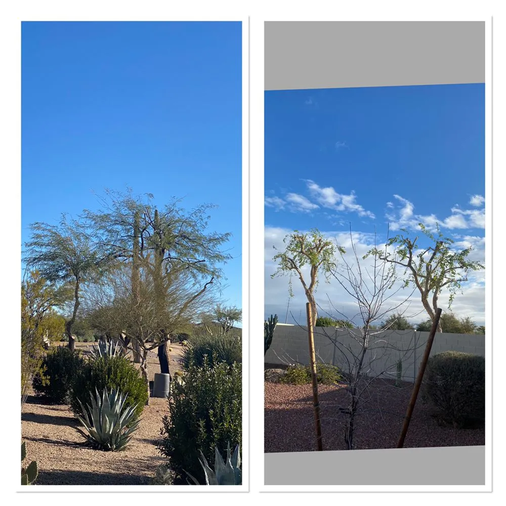 Custom lawn care service experts serving Phoenix, AZ - Tree Pruning