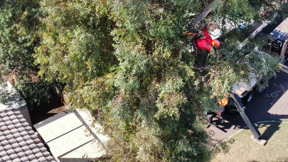 Reliable lawn care service in Phoenix, AZ by Tree Pruning