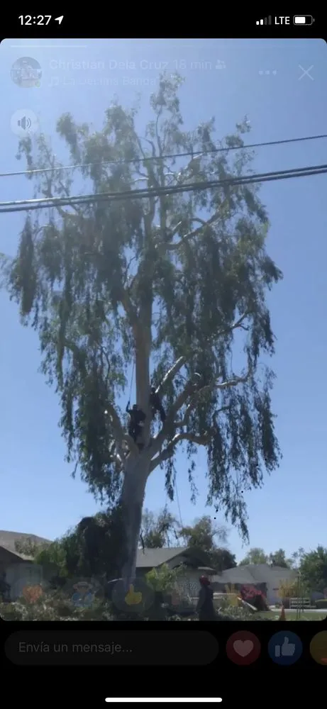 Affordable landscape installation with custom design in Phoenix, AZ by Tree Pruning