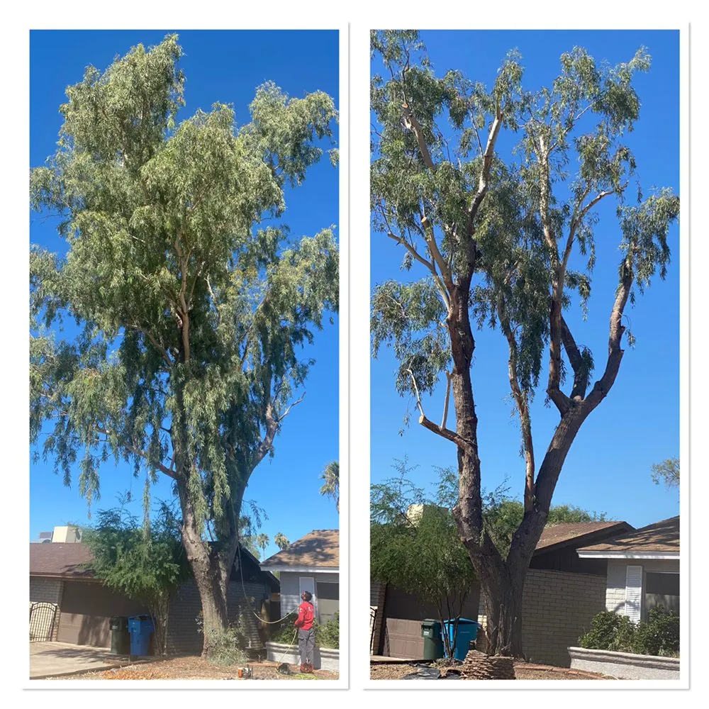 Local landscape design experts serving Phoenix, AZ - Tree Pruning