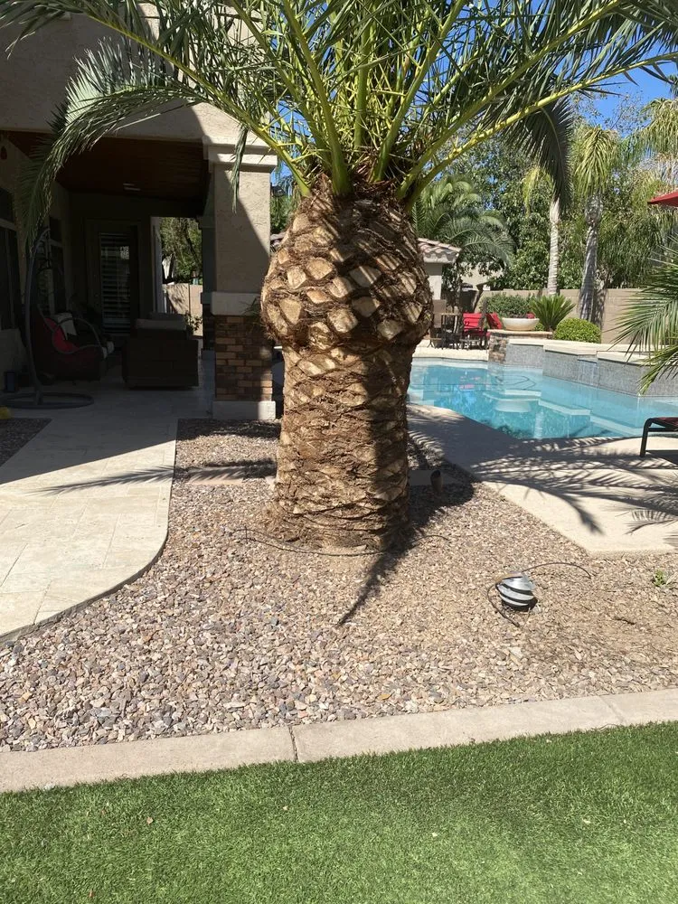 Top-rated garden landscaping for year-round maintenance across Phoenix, AZ - Tree Pruning