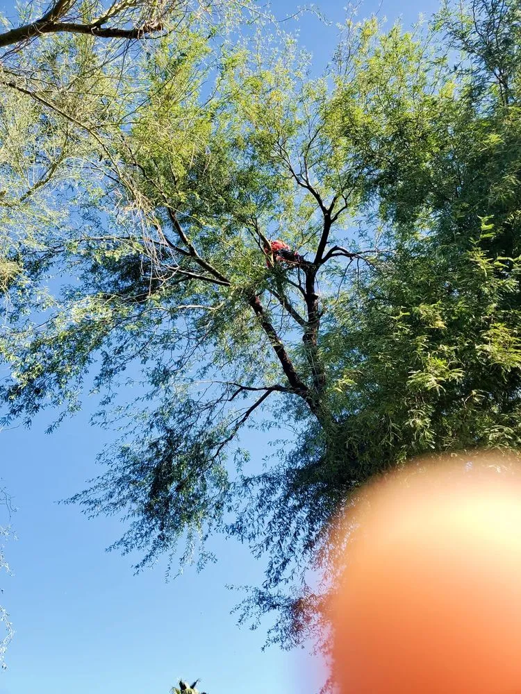Professional lawn care service experts serving Phoenix, AZ - Tree Pruning
