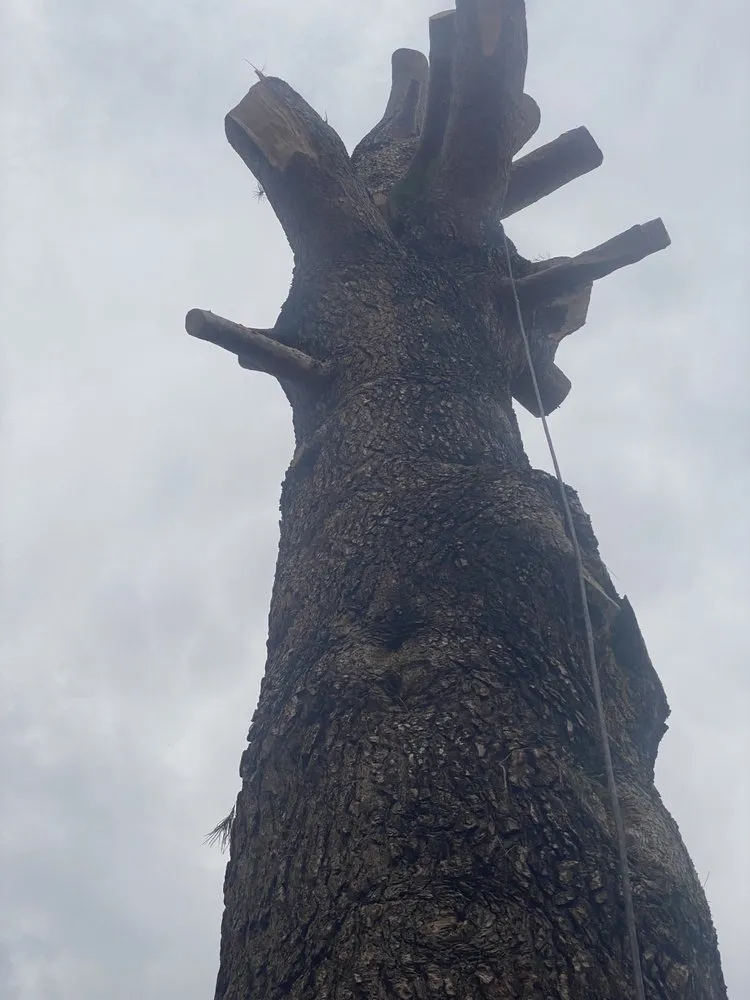 Affordable landscaping services for outdoor upgrades in Phoenix, AZ by Tree Pruning