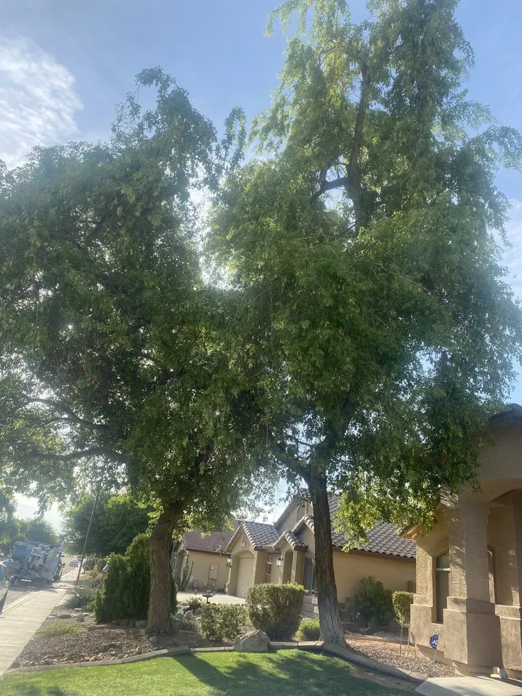 Custom landscape design in Phoenix, AZ by Tree Pruning