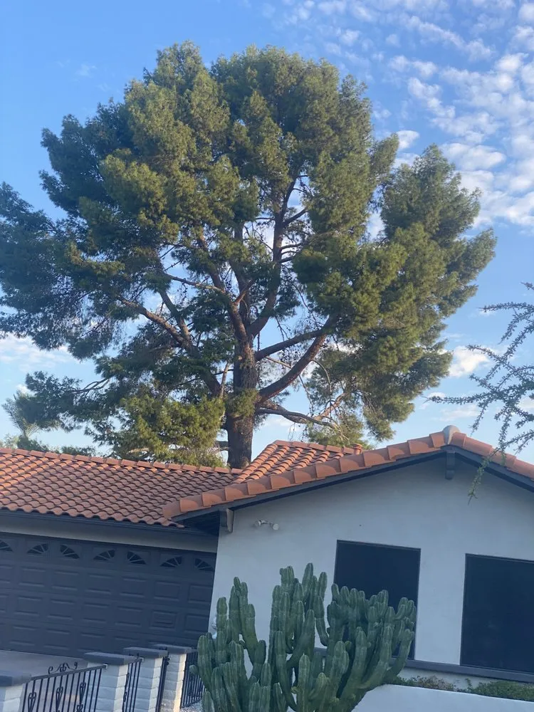 Affordable garden landscaping experts serving Phoenix, AZ - Tree Pruning