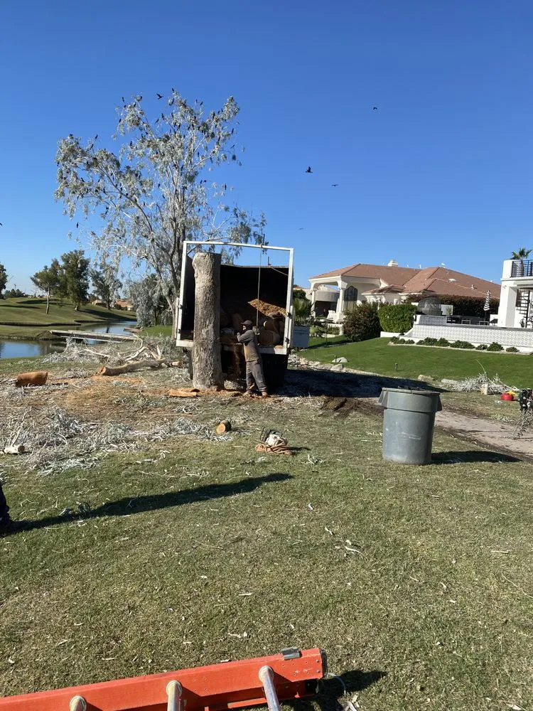 Local lawn care service for beautiful yards in Phoenix, AZ by Tree Pruning