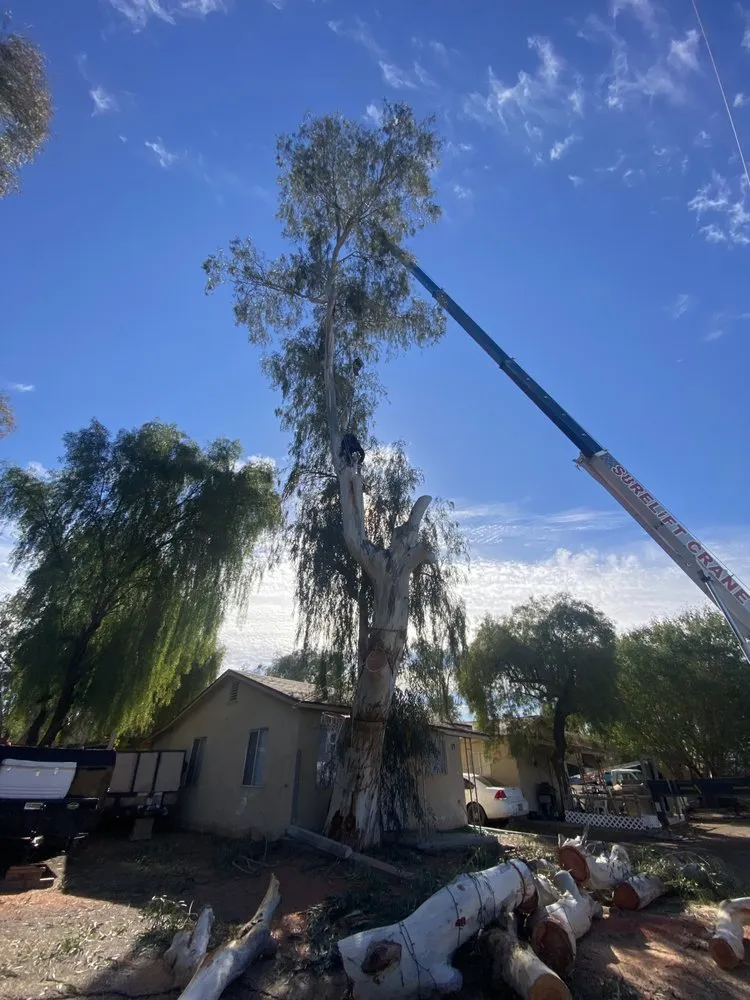 Custom lawn care service experts serving Phoenix, AZ - Tree Pruning