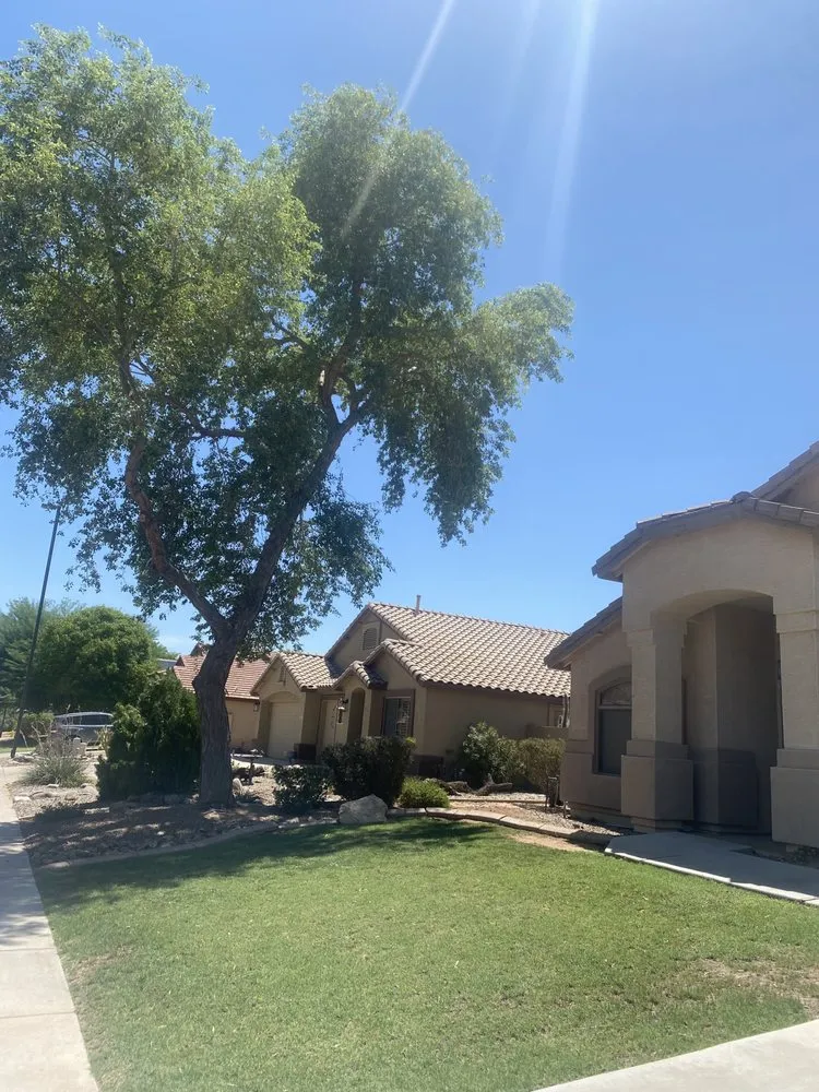 Top-rated yard maintenance for residential properties in Phoenix, AZ by Tree Pruning