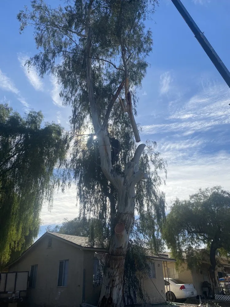 Professional outdoor landscaping for homes in Phoenix, AZ by Tree Pruning