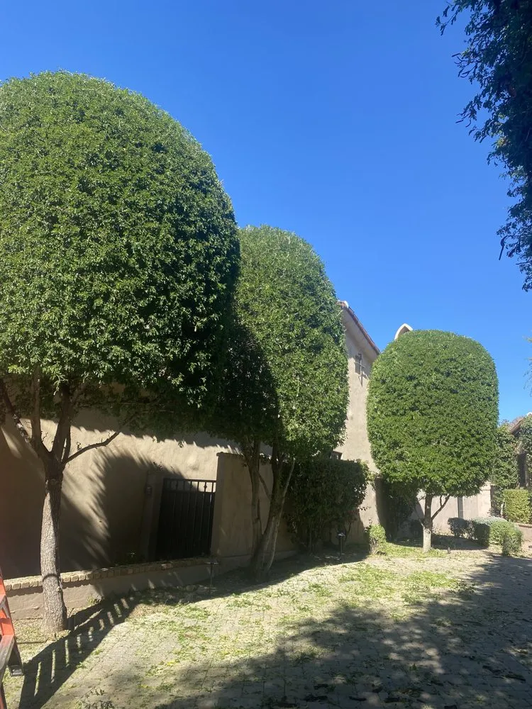 Professional landscaping services in Phoenix, AZ by Tree Pruning