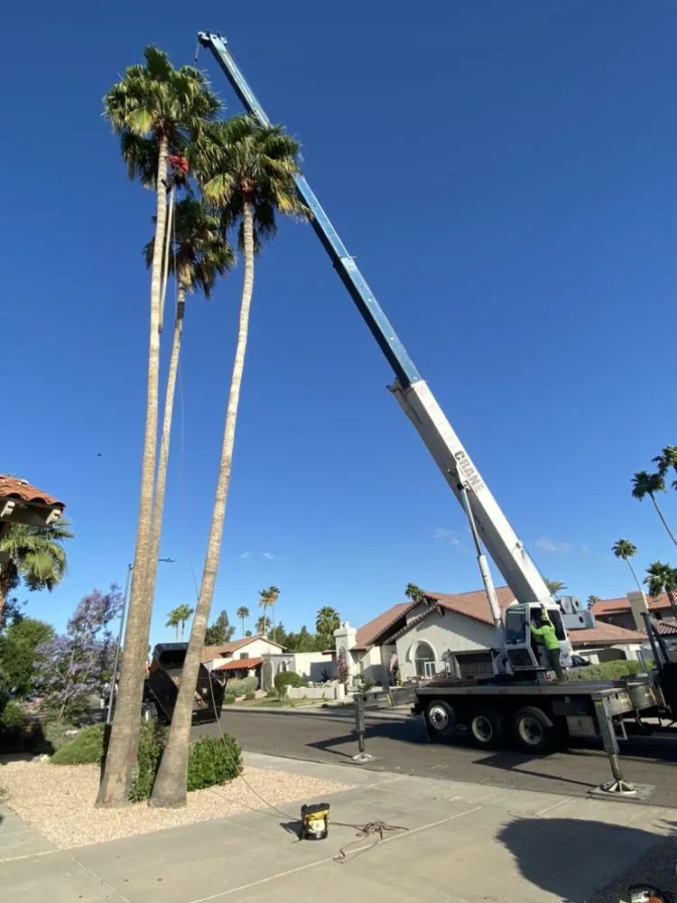 Trusted garden landscaping for outdoor upgrades in Phoenix, AZ by Tree Pruning