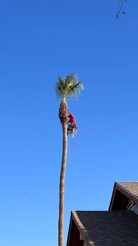 Custom lawn care service in Phoenix, AZ - Tree Pruning