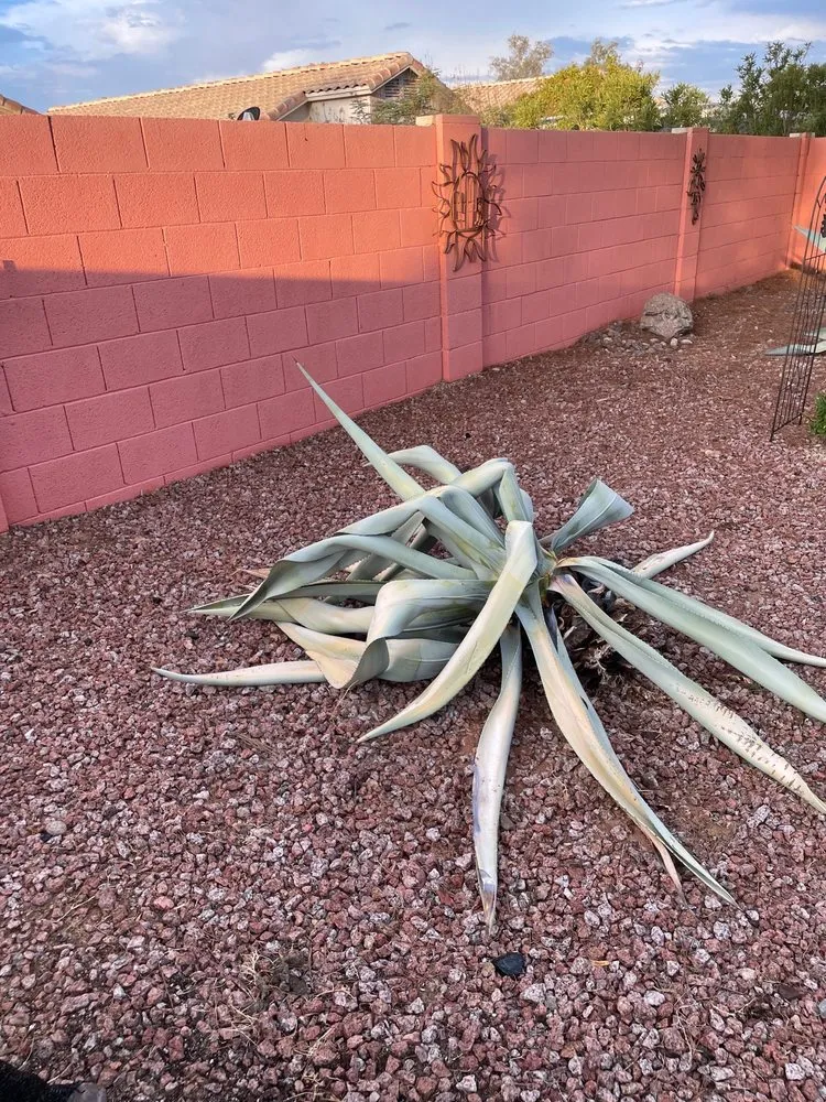 Custom residential landscaping near you across Phoenix, AZ - Tree Pruning