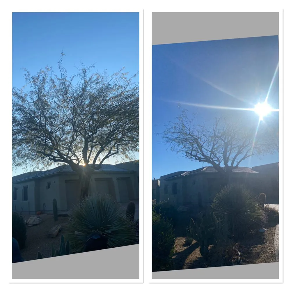 Affordable yard maintenance for residential properties in Phoenix, AZ by Tree Pruning