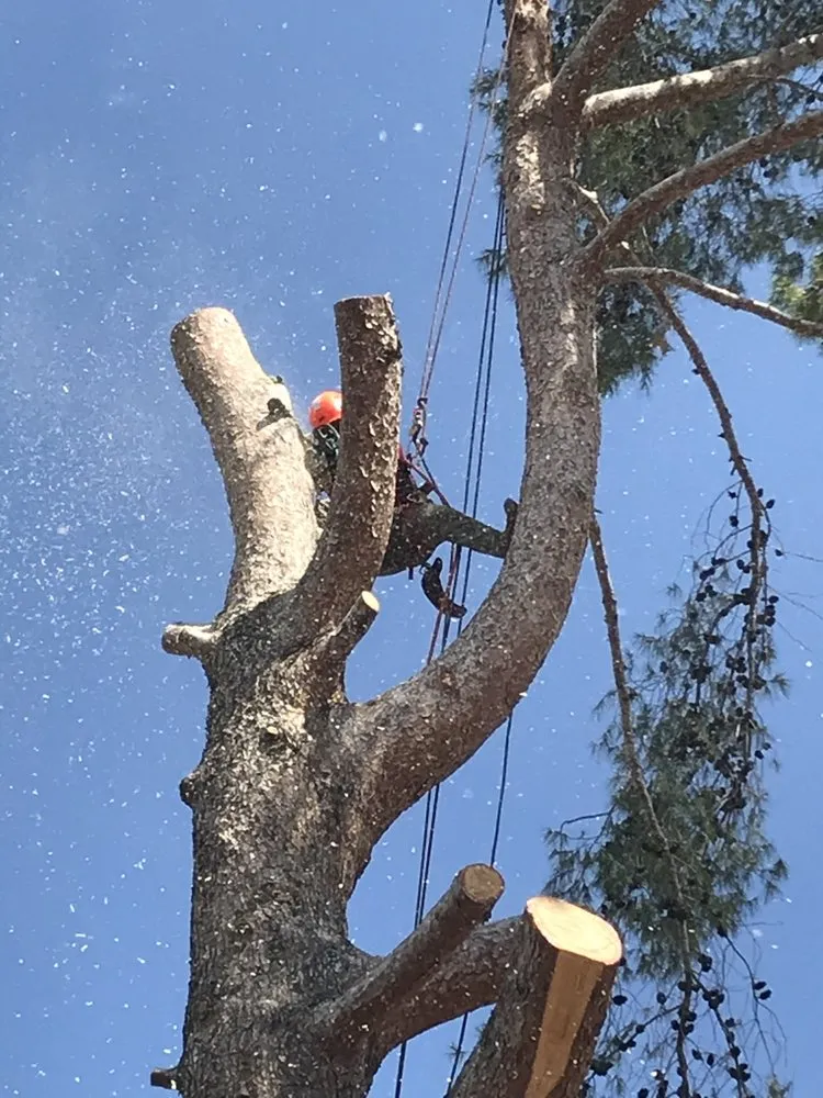 Trusted garden landscaping for outdoor upgrades in Phoenix, AZ by Tree Pruning