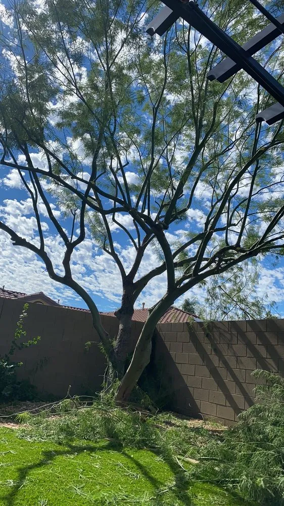 Local outdoor landscaping in Phoenix, AZ by Tree Pruning