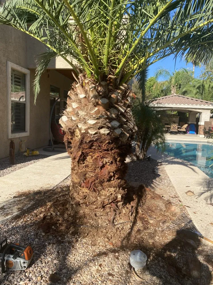 Expert residential landscaping in Phoenix, AZ by Tree Pruning