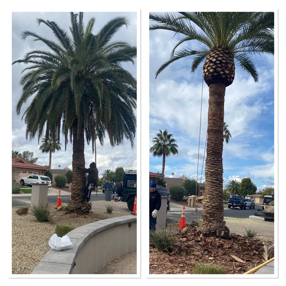 Expert landscaping services experts serving Phoenix, AZ - Tree Pruning