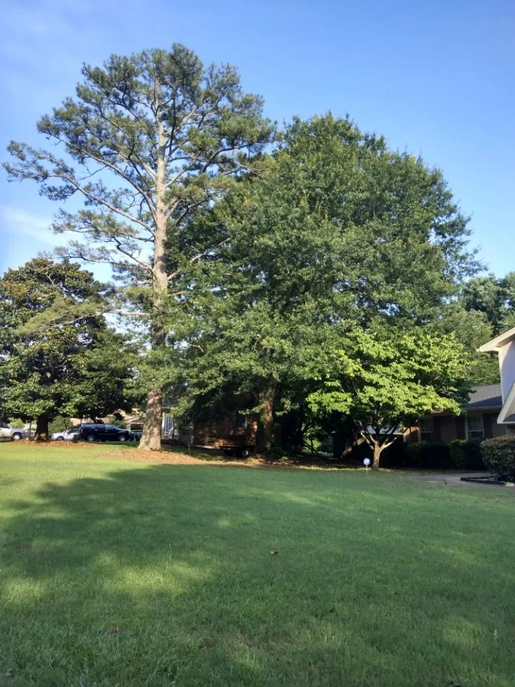 Top-rated landscaping services experts serving Conyers, GA - Tree R Us