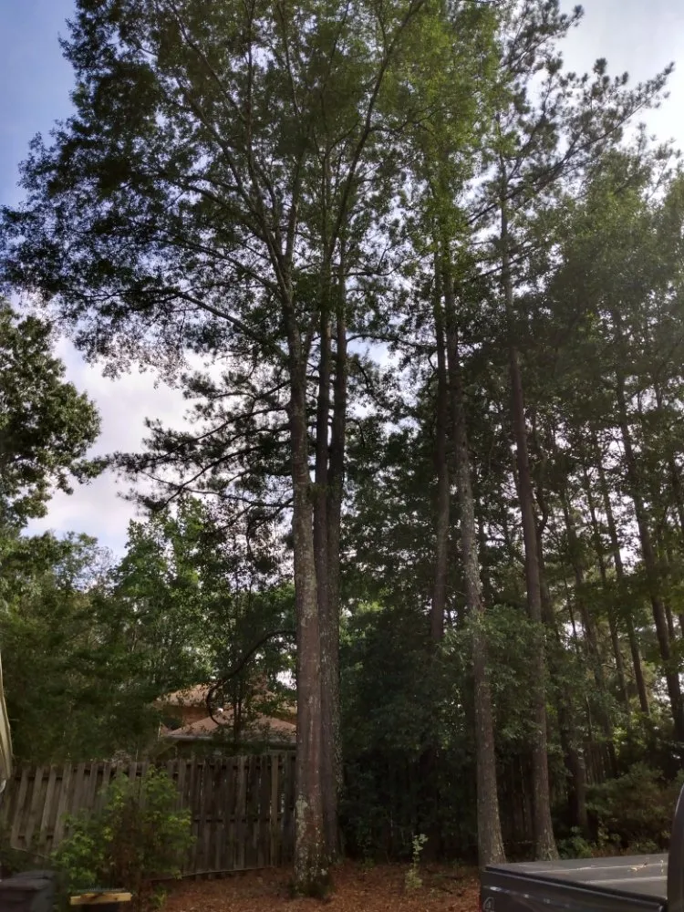 Expert residential landscaping for year-round maintenance in Conyers, GA by Tree R Us