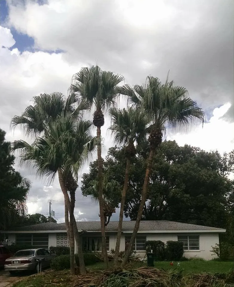 Reliable landscape design experts serving Lakeland, FL - Tree Rehab