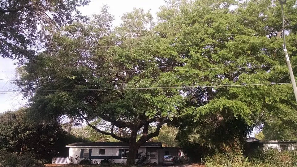 Local landscape installation in Lakeland, FL - Tree Rehab