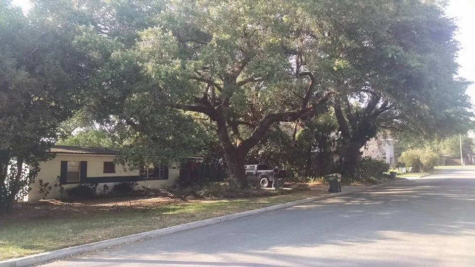 Professional yard cleanup service experts serving Lakeland, FL - Tree Rehab