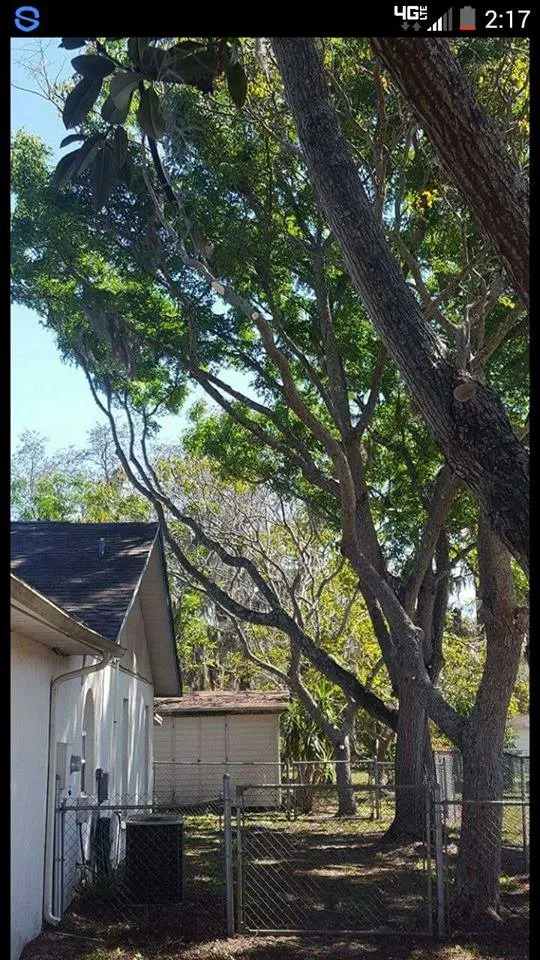 Trusted yard maintenance for homes in Lakeland, FL by Tree Rehab