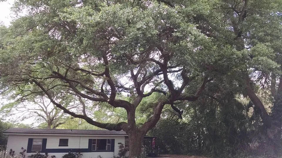 Reliable lawn care service in Lakeland, FL - Tree Rehab