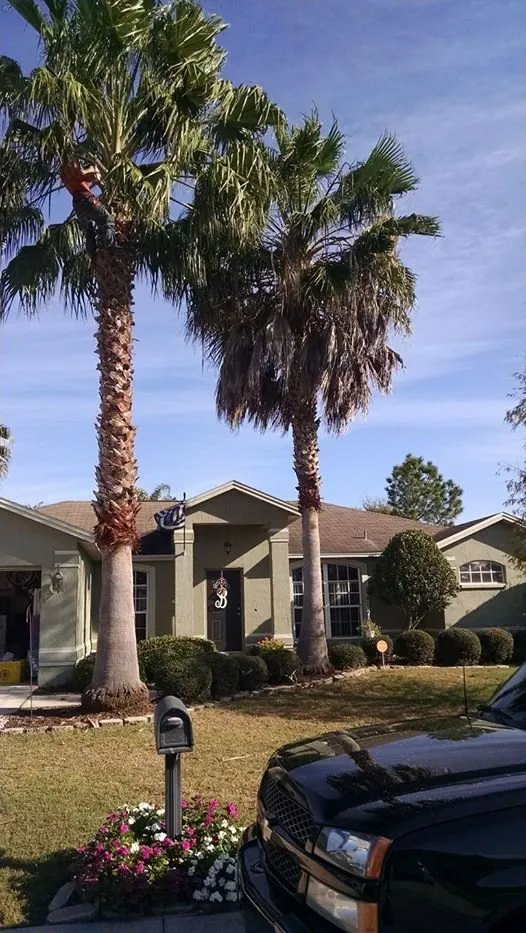 Top-rated lawn care service for beautiful yards in Lakeland, FL by Tree Rehab