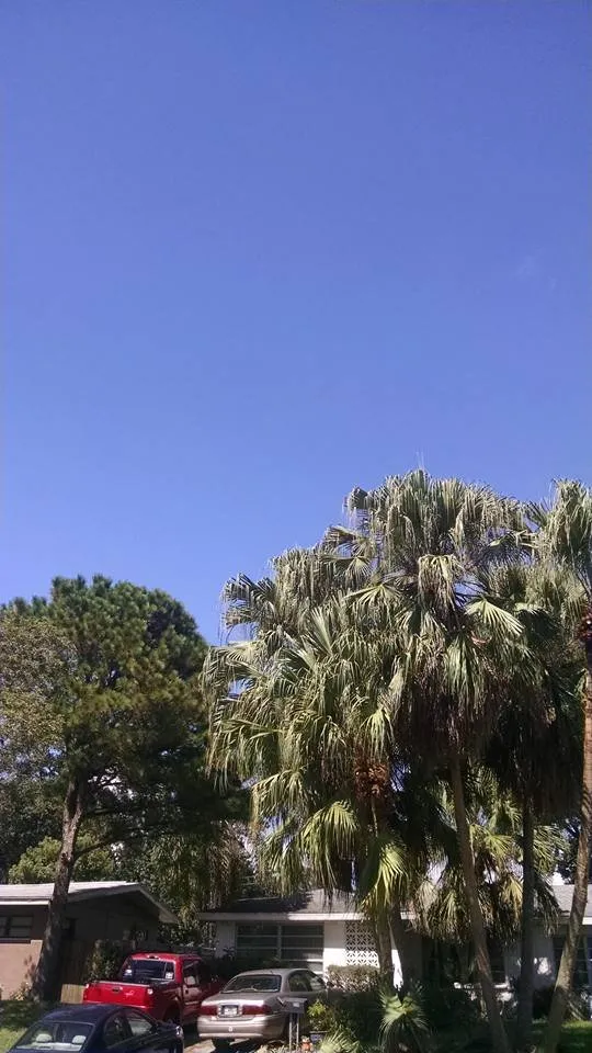 Trusted landscaping services for beautiful yards across Lakeland, FL - Tree Rehab